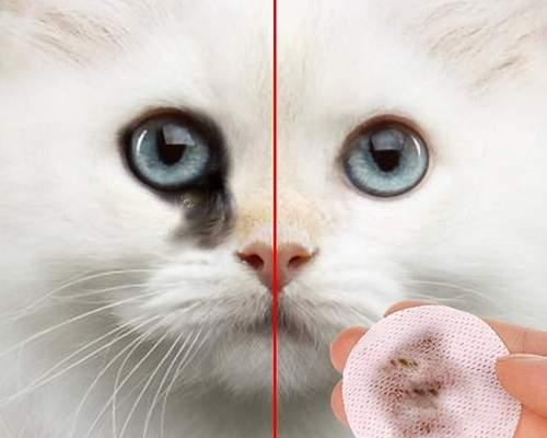 猫咪眼底发红是什么原因（从宠物健康角度分析猫咪眼底发红问题）