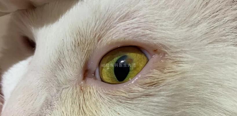 猫咪眼角膜溃疡出血，如何预防和治疗（宠物猫眼睛出血该怎么办？学会正确的护理方式）