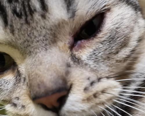 猫咪眼角膜内翻手术的治疗效果（以宠物为主）