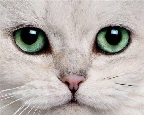 猫咪眼睛被黏住的常见原因与处理方法（宠物猫咪眼睛分泌物清洁小技巧）