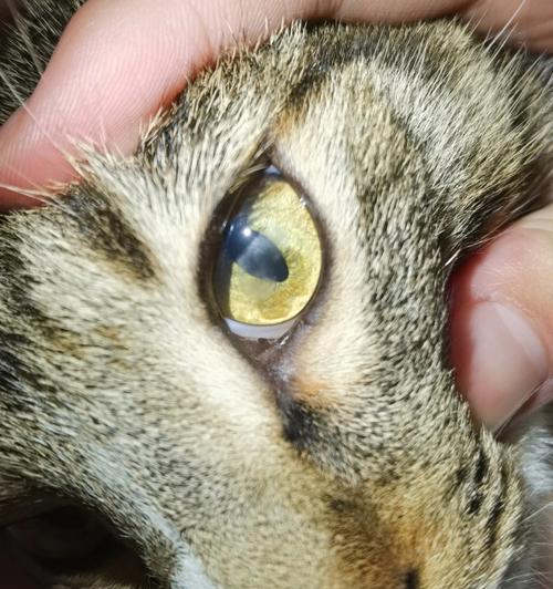 猫咪眼睛边上长包发炎怎么办（宠物猫的眼部健康需关注）