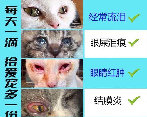 猫咪眼睛出血，如何应对（宠物主人必读的眼科护理指南）