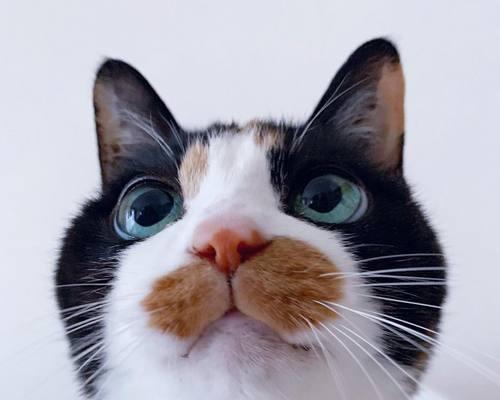 猫咪的大眼睛与灵敏胡须（探秘猫咪眼睛与胡须的重要性）