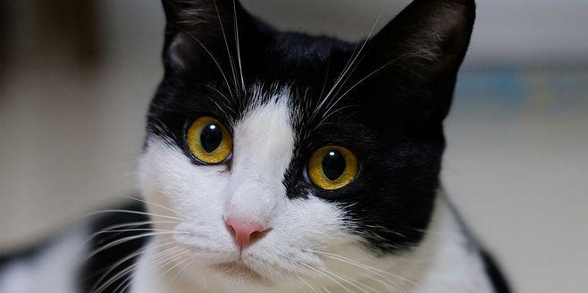 猫咪眼睛变色的原因（探究猫咪眼睛颜色变化的诱因及时间）
