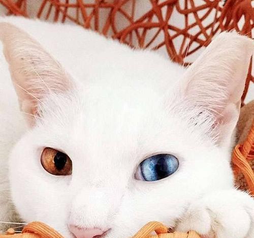 猫咪眼睛变色的原因（探究猫咪眼睛颜色变化的诱因及时间）