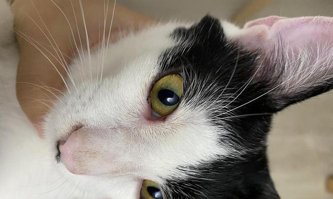 猫咪眼睛发红有眼屎多该怎么办？