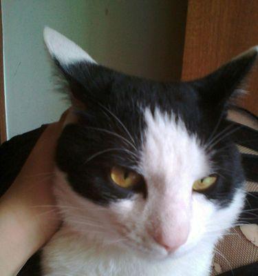 猫咪眼睛为何会发出绿光（探究猫咪眼睛发绿光的原因与含义）