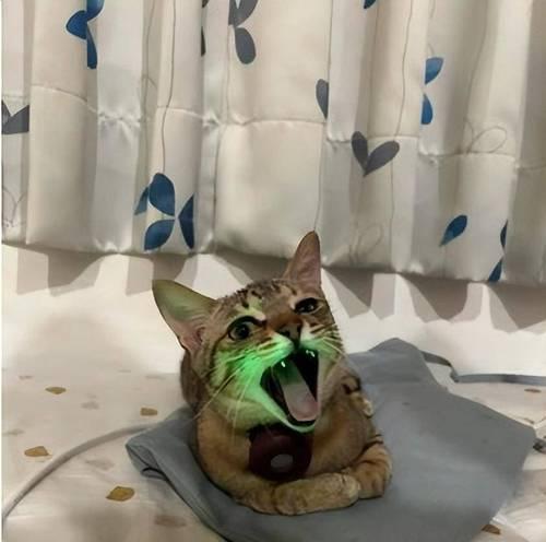 猫咪眼睛为何会发出绿光（探究猫咪眼睛发绿光的原因与含义）