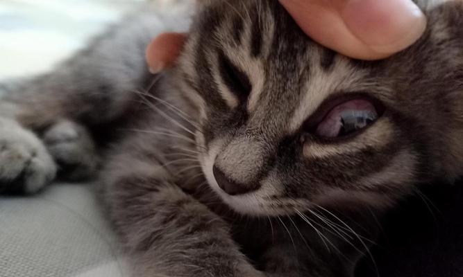 如何有效治疗猫咪眼睛发脓拉稀（宠物护理必备）