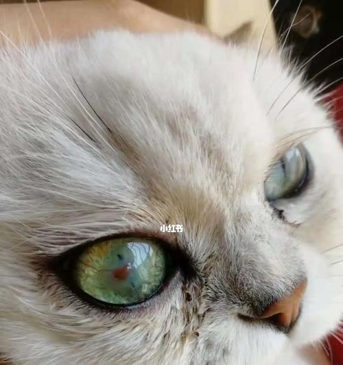 宠物猫眼炎，如何有效治疗（浑浊的猫眼不再烦恼）