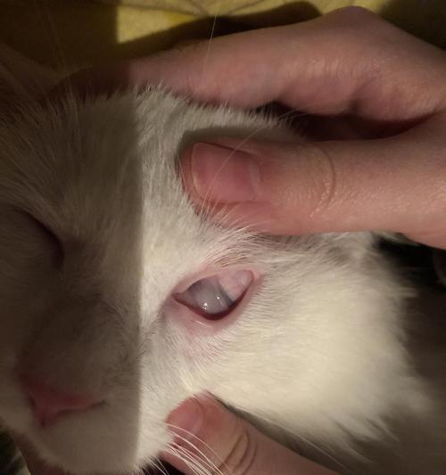 宠物猫咪眼睛发炎的原因及治疗方法（探究猫咪眼睛发炎的原因和不同的治疗方式）