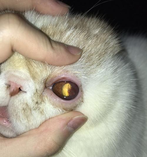 猫咪眼睛红血丝的原因及处理方法（以宠物为主）