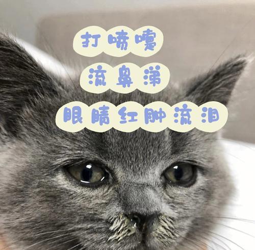 如何处理宠物猫咪眼睛红肿流鼻子问题（治疗猫咪感冒的方法与注意事项）