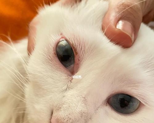 如何处理宠物猫咪眼睛红肿流鼻子问题（治疗猫咪感冒的方法与注意事项）