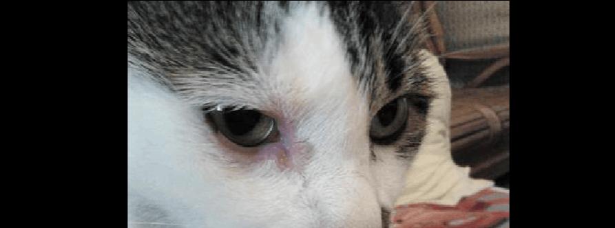 如何应对宠物猫咪眼睛红肿流泪问题（解决猫咪眼睛问题）