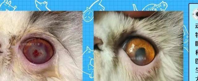猫咪眼睛浑浊的治疗方法（宠物主人必备）