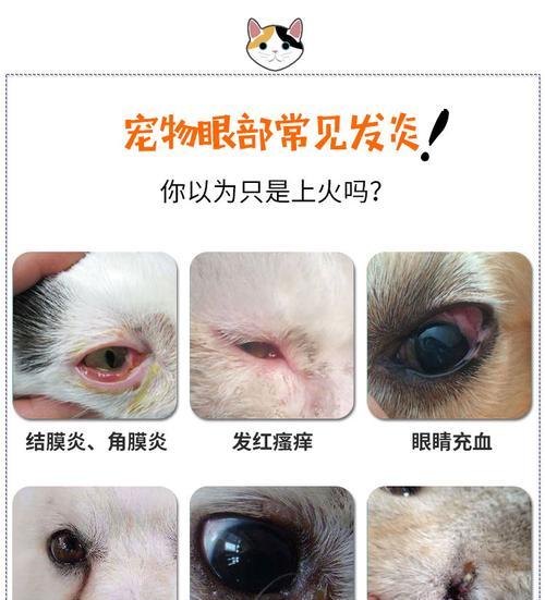 猫咪眼药水治疗结膜炎的方法（掌握这些关键点）