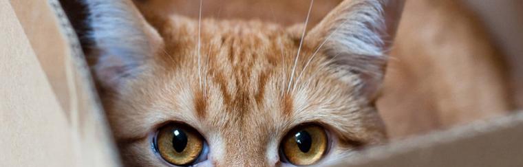 猫咪眼睛流泪治疗，从眼泪中寻找健康之路（宠物眼病不容忽视）