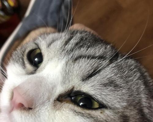 猫咪眼睛模糊有红血丝，如何解决（以宠物为主的眼疾防治）