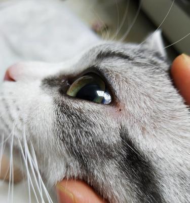 当宠物猫咪的眼睛内眼角突出时（如何识别和处理你的猫咪眼睛的问题）