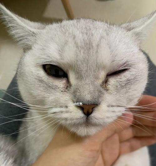 猫咪眼睛旁红色斑点引发的宠物保健问题（了解猫咪眼部疾病）