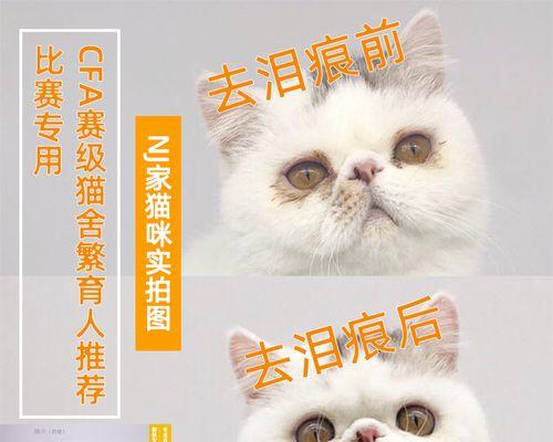 猫咪眼睛旁红色斑点引发的宠物保健问题（了解猫咪眼部疾病）