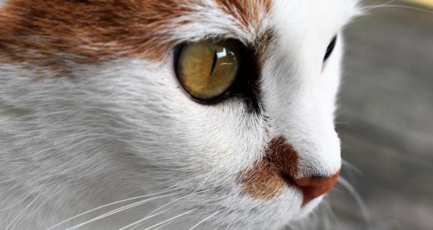 探秘全白瞳的神秘猫咪眼睛（神秘的白瞳）
