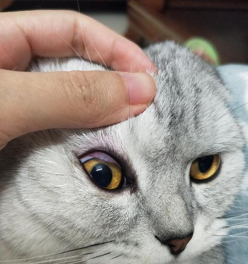 猫咪眼睛上的浑浊——如何预防和治疗（宠物主人必读）