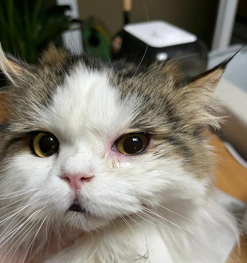 如何预防和治疗猫咪眼睛疾病（宠物爱护）