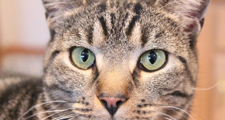 猫咪失明的原因及预防方法（探究猫咪失明的原因）