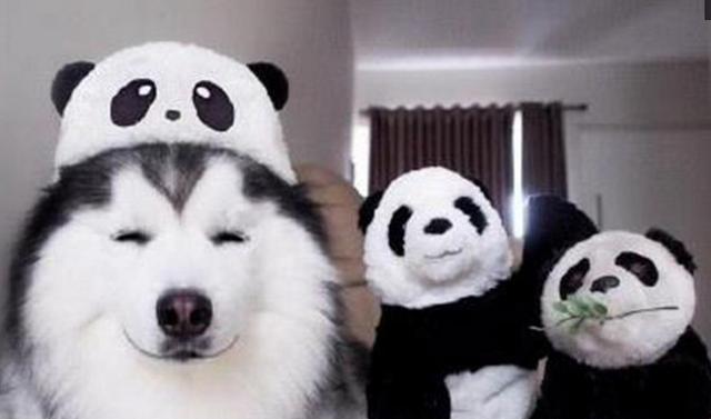 熊猫哈士奇——可爱的宠物选择（从外表到性格）