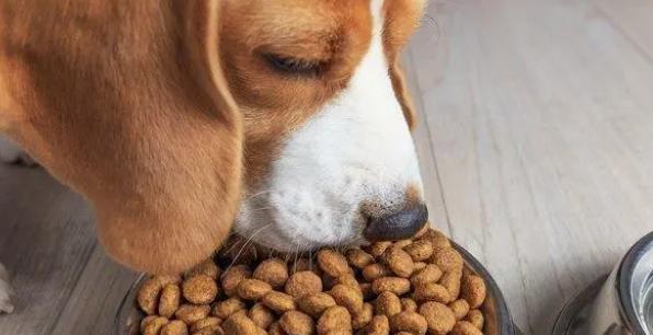 40天小狗该吃多少狗粮（以宠物为主）