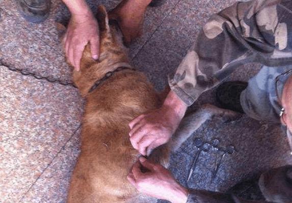 小狗被打咬人，是否会传播狂犬病（宠物主人需知的狂犬病知识）