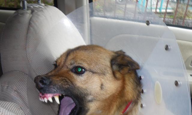小狗被打咬人，是否会传播狂犬病（宠物主人需知的狂犬病知识）