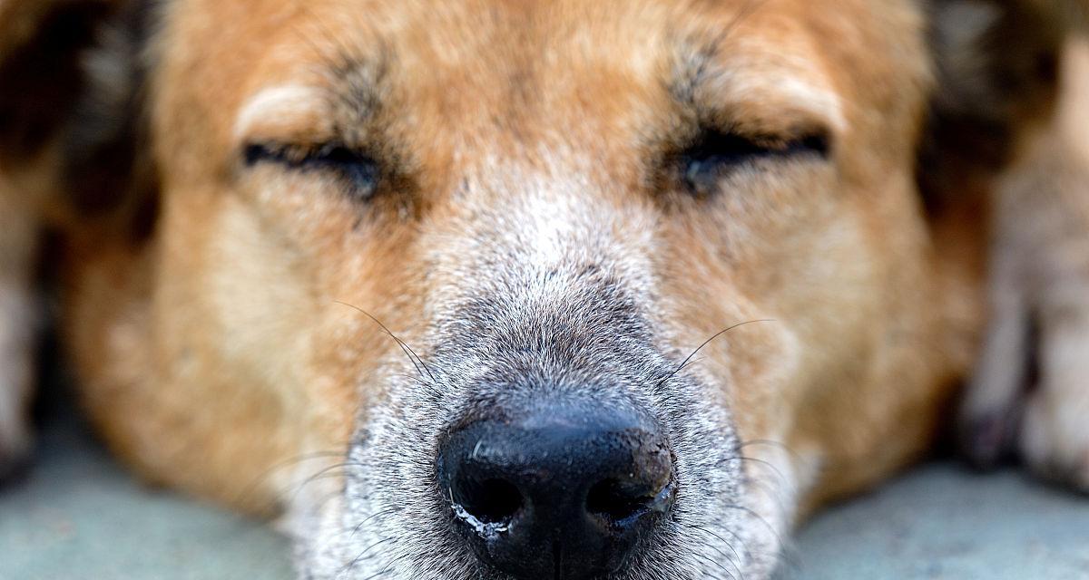 教你如何有效预防和治疗小狗鼻涕问题（教你如何有效预防和治疗小狗鼻涕问题）