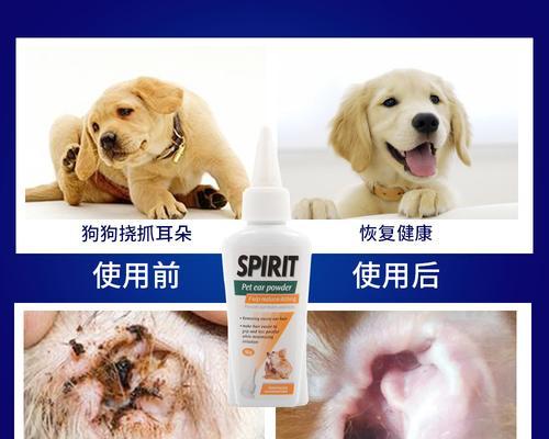 小狗耳朵裁剪后感染病情的预防和治疗方法（宠物狗耳朵裁剪前的准备和细节关注）