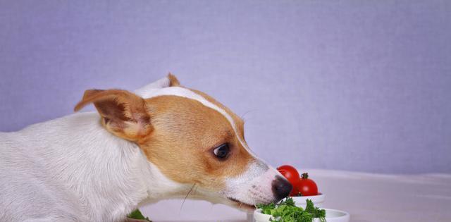 小狗吃狗粮多久能消化（宠物健康饮食的注意事项）