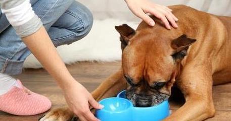 小狗吃鸡骨头的风险和预防方法（宠物饮食健康从小事做起）