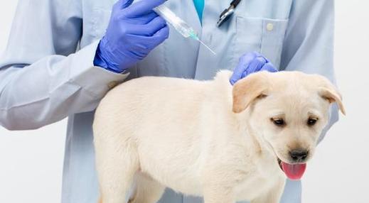 小狗打了狂犬疫苗吐了怎么办（宠物养护必知）