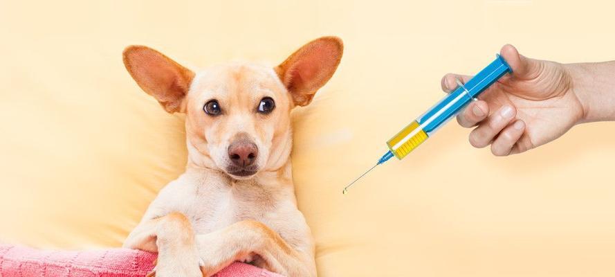 小狗打完疫苗后没力气该怎么办（宠物健康保障）