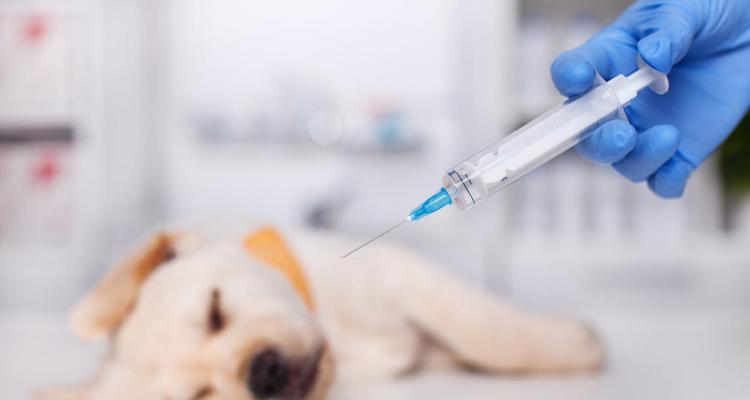 小狗打完疫苗应该注意什么（宠物打疫苗需注意的事项与建议）