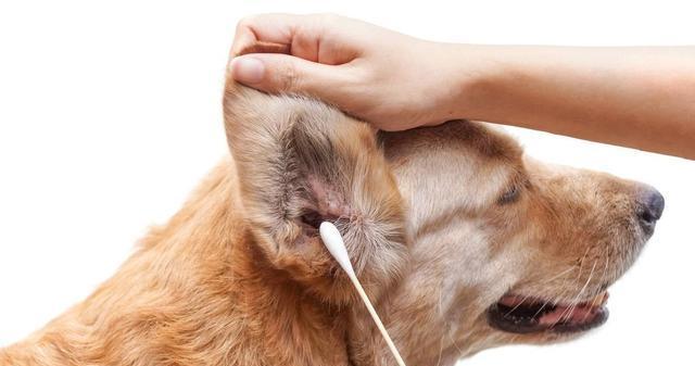 小狗关节炎的治疗方法（宠物健康护理）