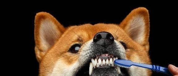 小狗的牙齿为什么会掉落（揭秘狗狗牙齿脱落的原因及预防方法）
