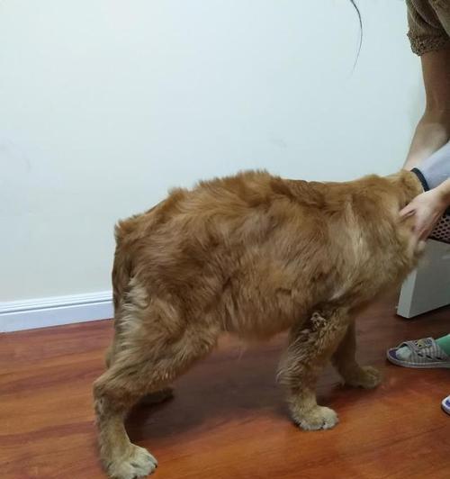 小狗肚子上的斑点究竟是什么（解析小狗肚皮斑点的成因和治疗方法）