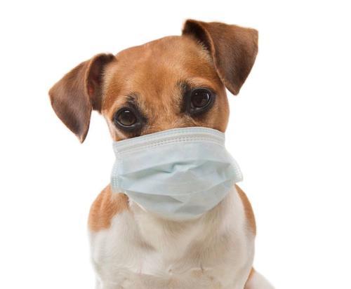 了解小狗肺炎的常见表现与治疗方法（了解小狗肺炎的常见表现与治疗方法）