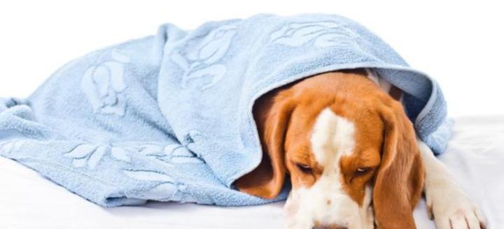 宠物小狗感冒后呕吐的原因及应对方法（感冒）