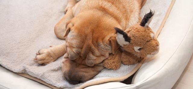 小狗感冒的治疗方法——宝宝感冒药能否使用（以宠物为主的治疗方案分析）