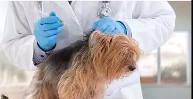 小狗狗的疫苗打法详解（宠物健康保障）