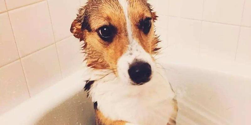 宠物冬天洗澡能不能洗（小狗狗和猫咪的洗澡习惯）
