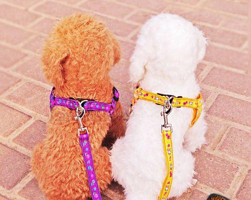 小狗狗狗绳套装，让你和宠物的出行更安全（为爱宠出行保驾护航）